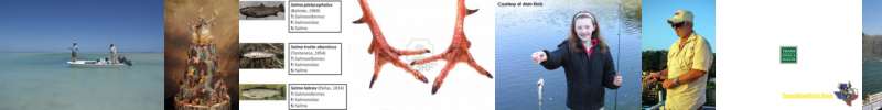 turkey wishbone history
